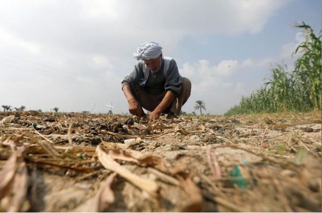 مزارع يعمل في أرضه في الفيوم يوم 27 أكتوبر 2019. تصوير: عمرو عبد الله دلش - رويترز
